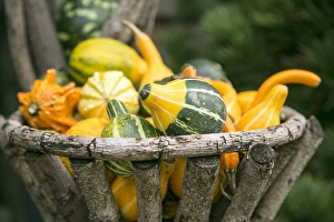 Images Dated 26th October 2014: New York City, NY, USA. Fall at the Botanical Gardens