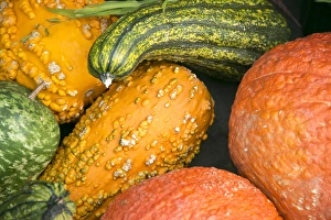 Squash Prints: New York City, NY, USA. Fall at the Botanical Gardens