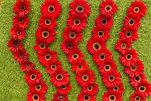 In A Row Prints: New York City, NY, USA. Floral displays for spring