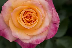 Select Focus Prints: New York, Colorful pink and yellow rose