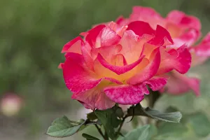 Select Focus Prints: New York, Colorful rose