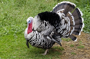 Images Dated 26th June 2012: New York, Cooperstown, Farmers Museum. Barnyard Tom turkey. Educational, tourism