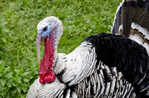 Plumage Prints: New York, Cooperstown, Farmers Museum. Barnyard Tom turkey. Educational, tourism