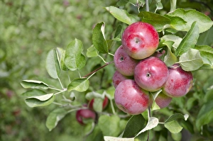 Images Dated 16th September 2012: New York, LaFayette. Typical apple orchard in upstate New York at harvest time