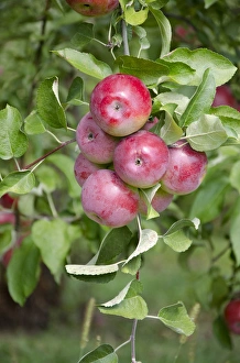 Ripe Prints: New York, LaFayette. Typical apple orchard in upstate New York at harvest time