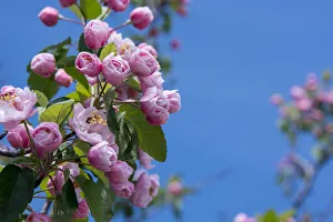 Select Focus Prints: New York. Pink roses with blue sky