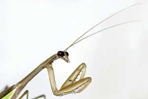 Images Dated 31st October 2017: New York, U. S. A. Chinese Mantid