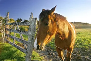 Images Dated 7th October 2004: New Zealand