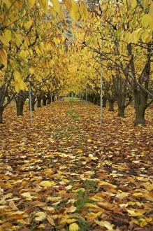 Images Dated 3rd May 2007: New Zealand