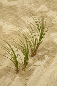 Images Dated 21st December 2010: New Zealand