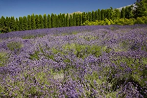 Images Dated 8th January 2011: New Zealand