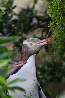 Images Dated 13th July 2011: New Zealand