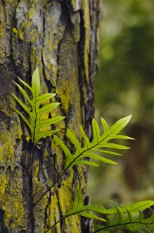 Images Dated 13th July 2011: New Zealand