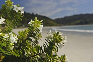 Images Dated 13th July 2011: New Zealand