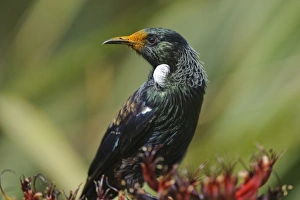 New Zealand