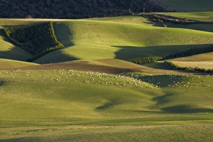 New Zealand