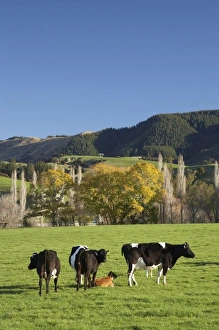 Images Dated 9th July 2009: New Zealand
