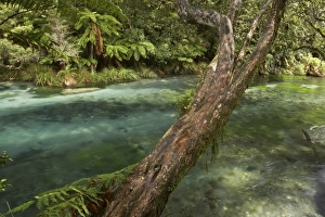 Images Dated 18th October 2009: New Zealand