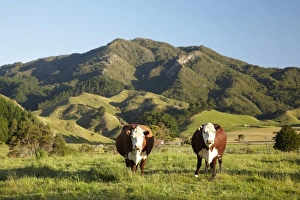 Images Dated 15th December 2009: New Zealand