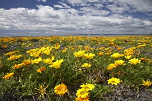 Images Dated 16th October 2009: New Zealand