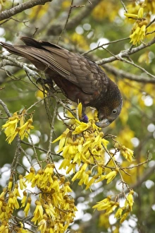 Images Dated 14th October 2009: New Zealand