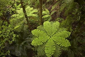Images Dated 15th December 2010: New Zealand
