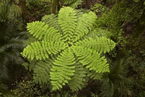 New Zealand