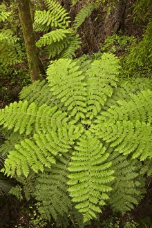 Images Dated 15th December 2010: New Zealand