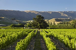 Images Dated 8th January 2011: New Zealand