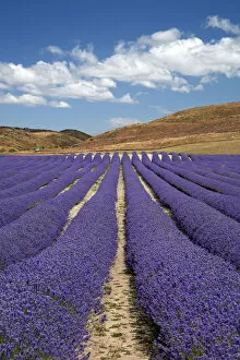 New Zealand Alpine Lavender, near Twizel, Mackenzie Country, Canterbury, South Island