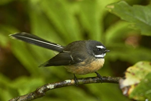 Images Dated 27th March 2015: New Zealand fantail (Rhipidura fuliginosa), Hunua Ranges, Auckland, North Island
