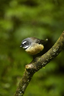 Images Dated 27th March 2015: New Zealand fantail (Rhipidura fuliginosa), Hunua Ranges, Auckland, North Island