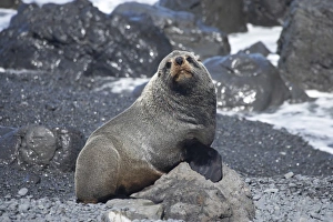 New Zealand Fur Seal ( Arctocephalus forsteri ), Ngawi, Wairarapa, North Island