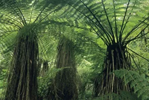New Zealand, Hst Valley, Westland, Soft Tree Fern Forest, (Cyathea smithii)