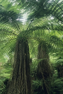 Westland Prints: New Zealand, Hst Valley, Westland, Soft Tree Fern Forest, (Cyathea smithii)