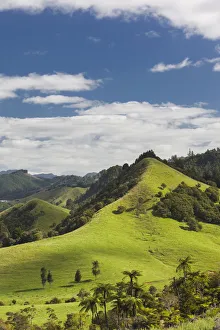 New Zealand, North Island, Coromandel Peninsula, Wharekawa, landscape