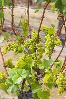 Prints of New Zealand, North Island, Hawkes Bay, Havelock North, vineyard Images Dated 2018 June: New Zealand, North Island, Hawkes Bay, Havelock North, vineyard