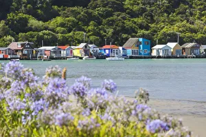 Images Dated 12th February 2016: New Zealand, North Island, Paremata, houses along Porirua Harbour