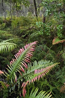Sanctuary Prints: New Zealand, North Island, Waipoua Forest