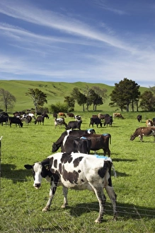 Wairarapa Prints: New Zealand, North Island, Wairarapa, Dairy Cows, near Woodville, Tararua District