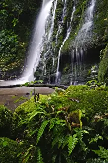 Images Dated 13th July 2011: New Zealand, Otago, Catlins. Views along Matai Falls walking track in Table Hill Scenic Reserve