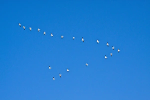 Images Dated 16th February 2009: New Zealand, Otago, Wanaka, Warbirds Over Wanaka, North American Harvards, or T-6 Texans