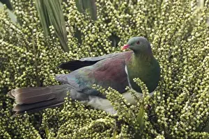 S Eed Prints: New Zealand Pigeon, Kereru (Hemiphaga novaseelandiae) feeding on seeds in Cabbage Tree