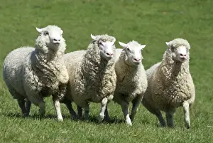 Lamb Prints: The New Zealand Romney makes up makes up about 68% of the national flock of 40 million
