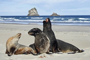 New Zealand Sea Lion Bull, Cow, and Juvenile (Phocarctos hookeri), Sandfly Bay, Otago Peninsula