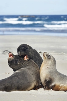 Images Dated 27th August 2009: New Zealand Sea Lion Bull, Cow
