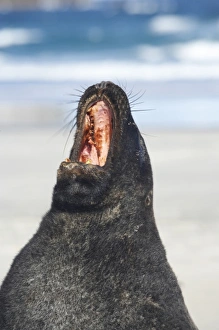 Images Dated 27th August 2009: New Zealand Sea Lion Bull (Phocarctos hookeri), Sandfly Bay, Otago Peninsula, Dunedin