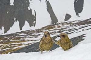 New Zealand, South Island, Arrowsmith Range. Kea (Nestor notabilis), two young adults