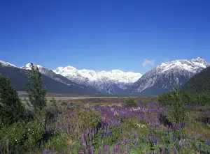 Images Dated 6th July 2010: New Zealand, South Island, Arthurs Pass National Park, Lupine and the Main Divide