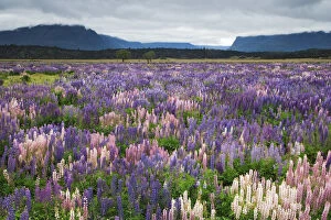 New Zealand, South Island. Blooming lupine near the town of TeAnua